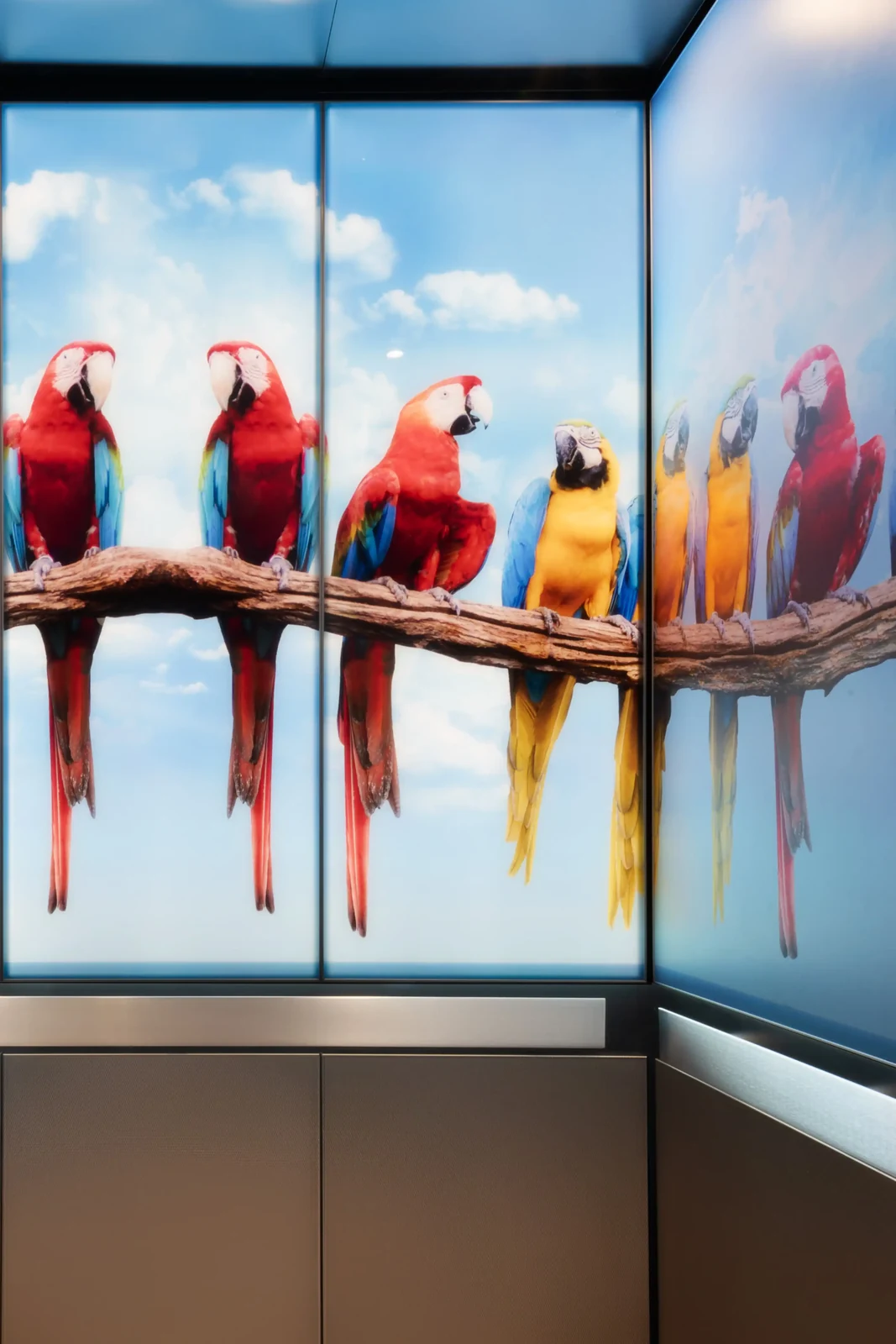 backlit-elevator-ceiling-light-panels-parrots-d-m