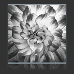 Lotus In Black And White