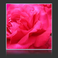 Pink Rose