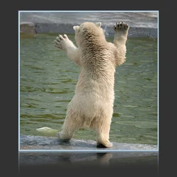 Polar Bear