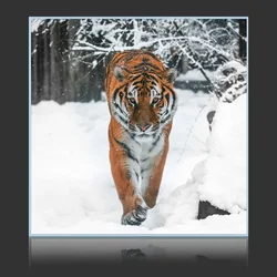 Tiger In Snow