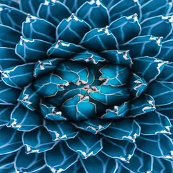 Blue Agave