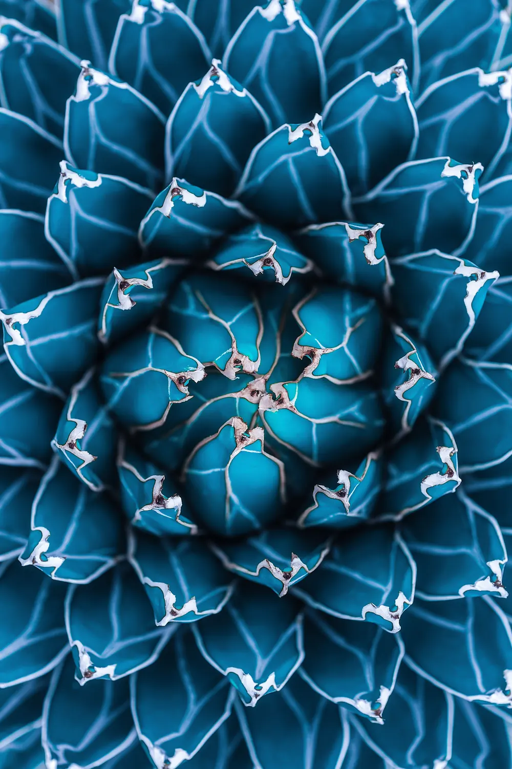 Blue Agave