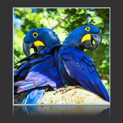 Blue Macaws