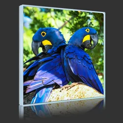 Blue Macaws