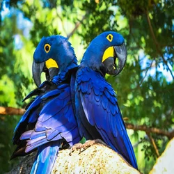 Blue Macaws