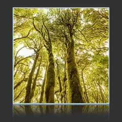 Evergreen Forest