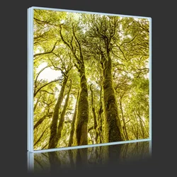 Evergreen Forest