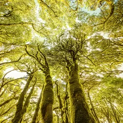 Evergreen Forest