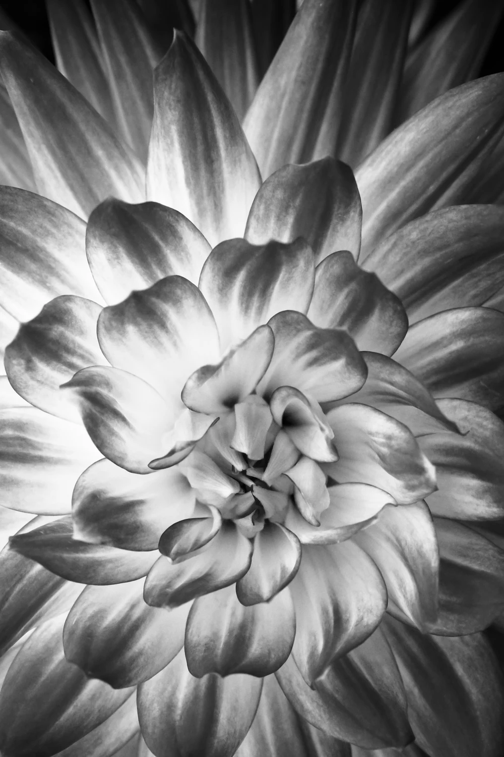 Lotus In Black And White