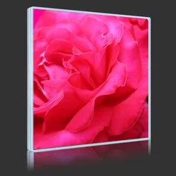 Pink Rose
