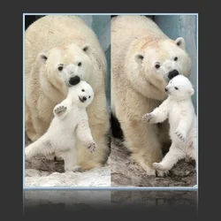 Polar Bear And Cub
