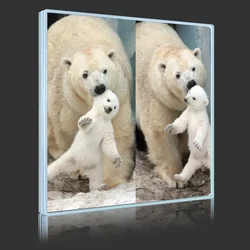 Polar Bear And Cub