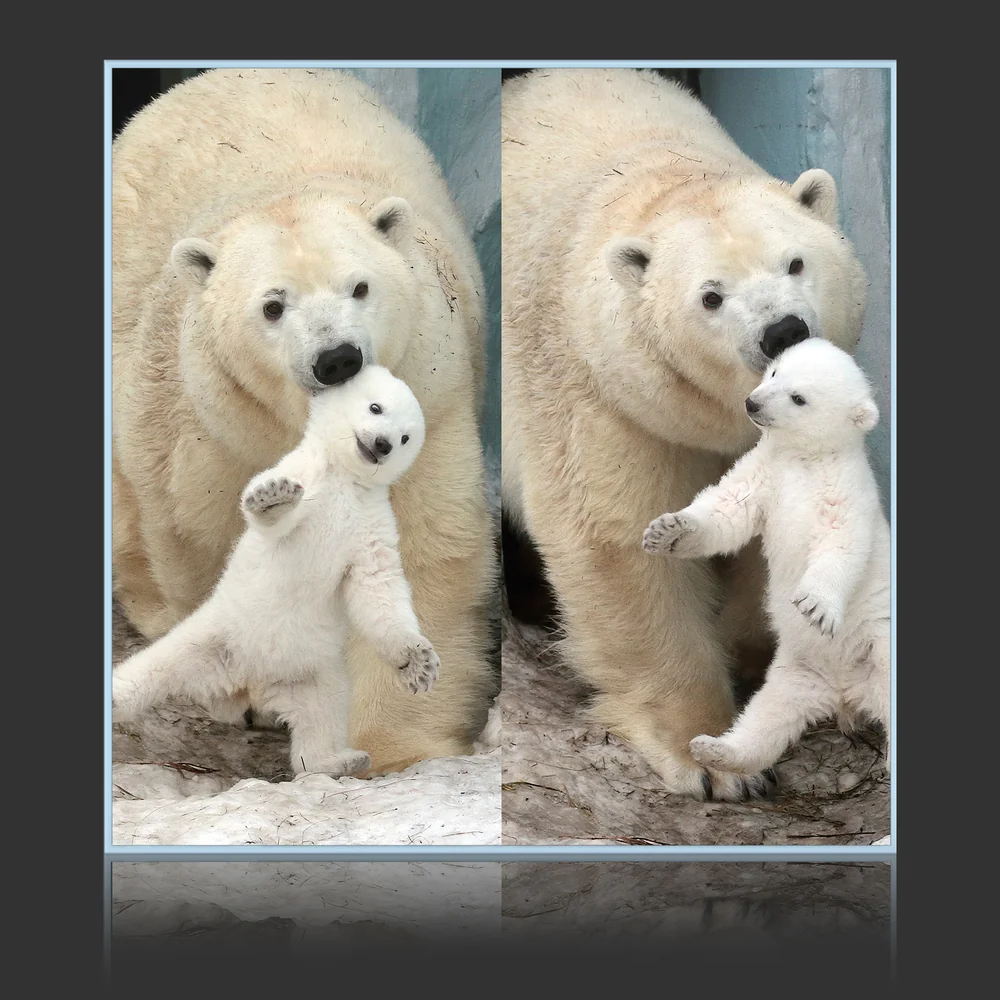 Polar Bear And Cub