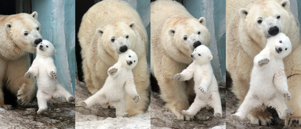 Polar Bear And Cub