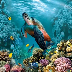 Sea Turtle