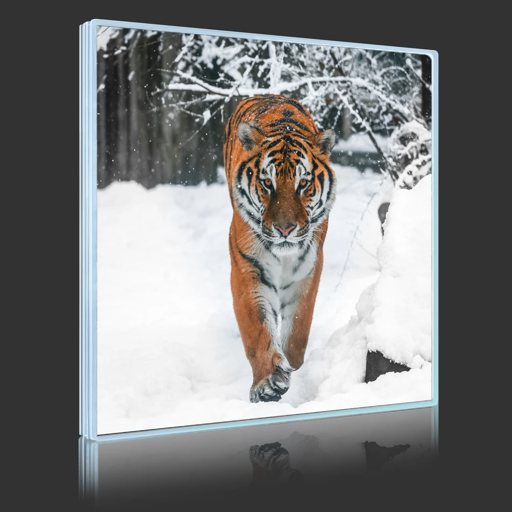 Tiger In Snow
