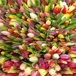 Tulips