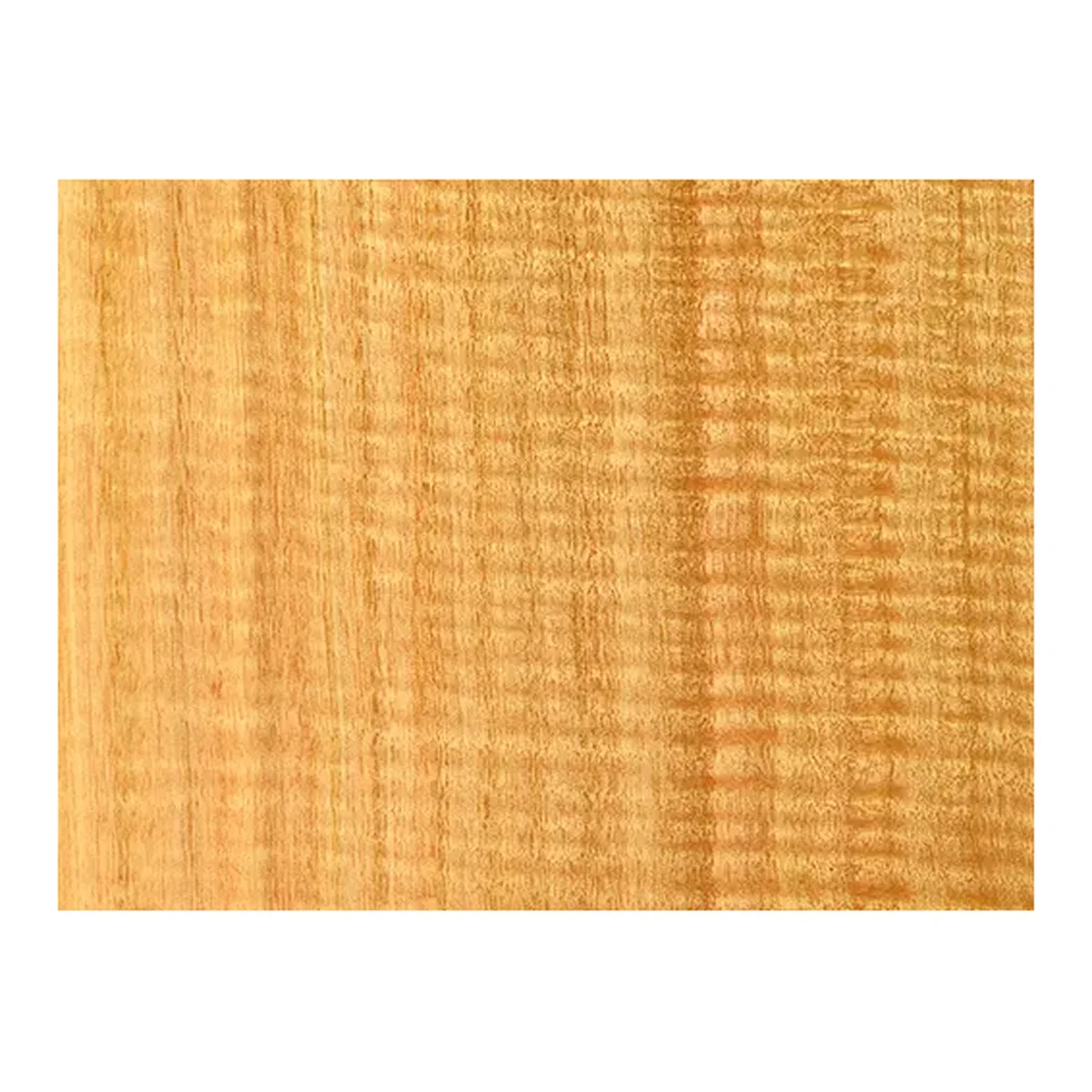 Eucalyptus