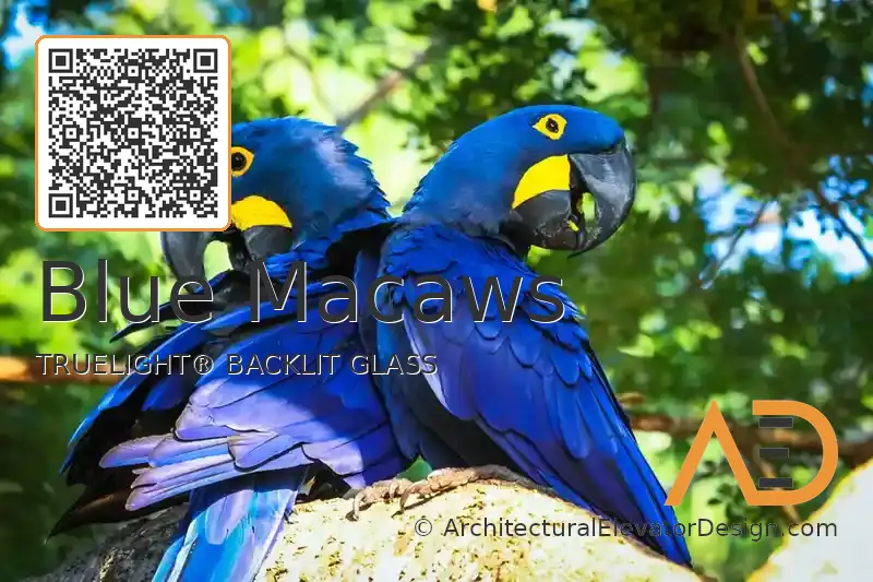 Blue Macaws