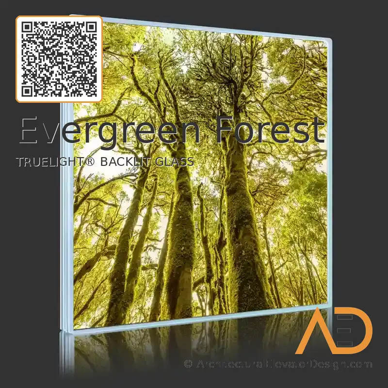 Evergreen Forest