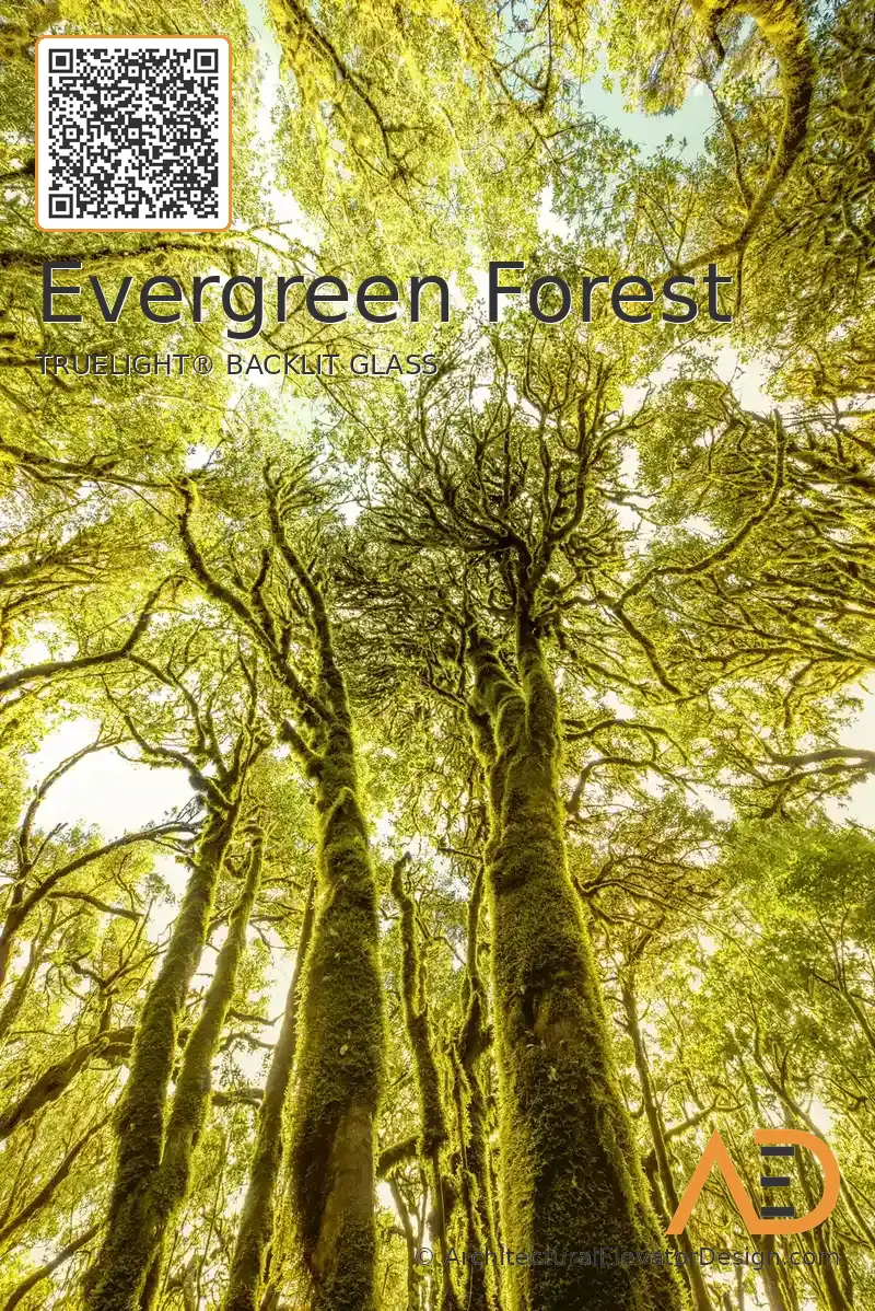 Evergreen Forest