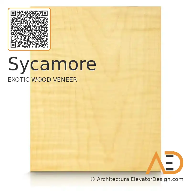 Sycamore
