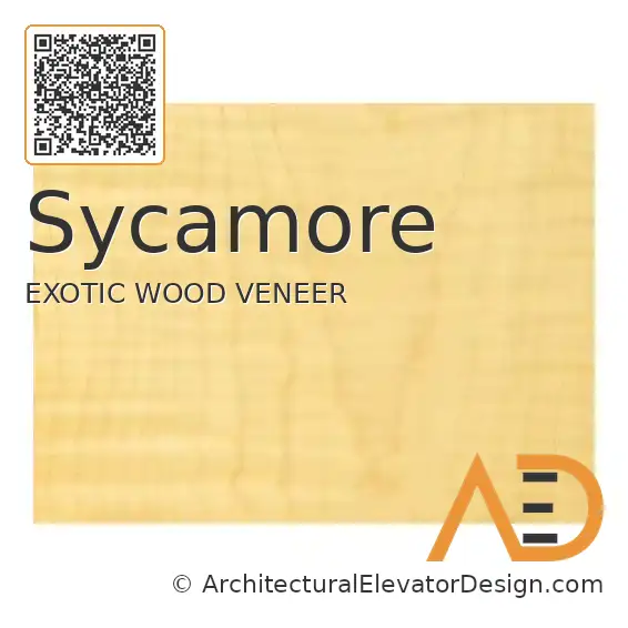Sycamore
