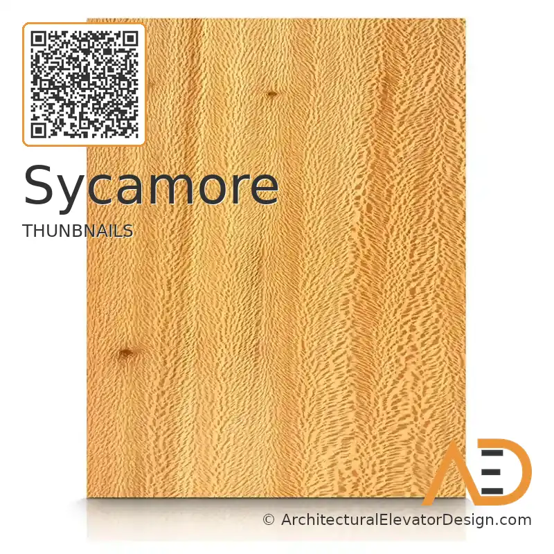 Sycamore